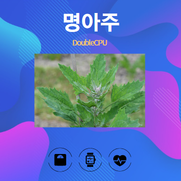 명아주 알아보기