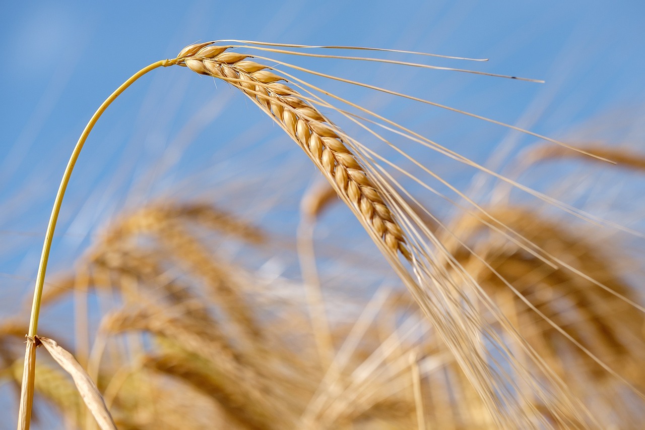 유기농과 관행농의 수익성 비교 연구