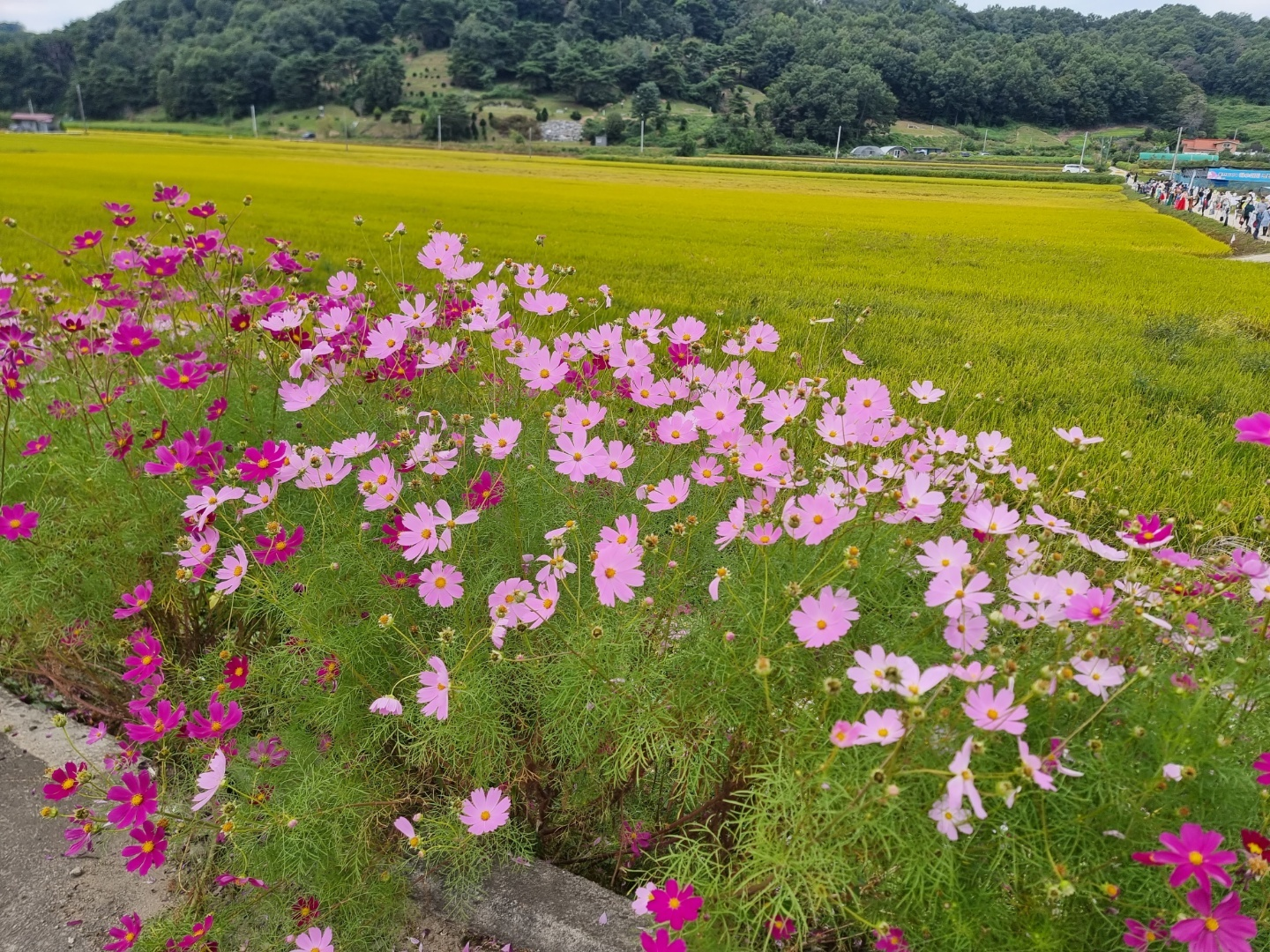 가덕 코스모스 (청주 코스모스길)