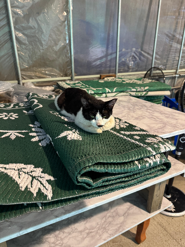 계산대로 이동중에 고양이가 엎드려있는 사진