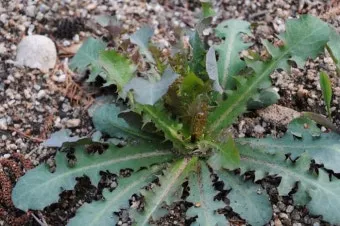 씀바귀 고들빼기 차이점 효능 비교_3