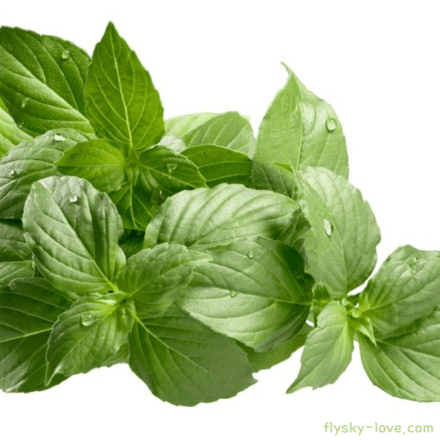 바질 효능