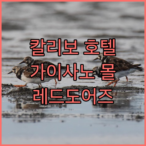 칼리보 호텔 추천 가이사노 몰 근처 ..
