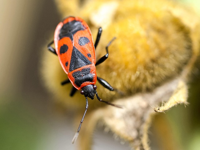 러브버그대처방법