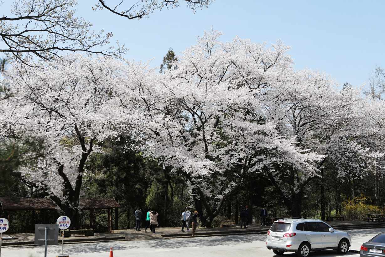 홍릉1경-왕벚나무