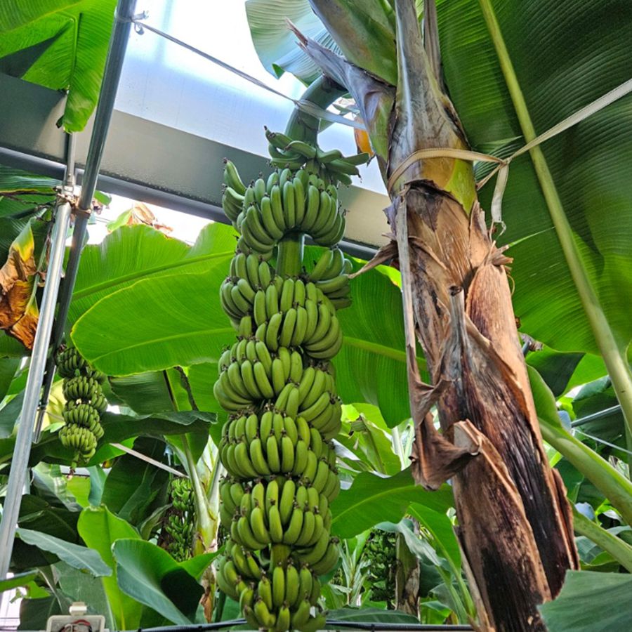 큰삼촌농촌체험