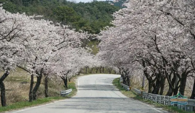 함양 백운산 벚꽃길 