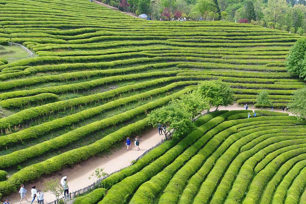 보성다향대축제