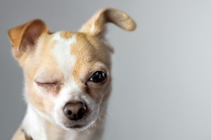 윙크하는 치와와.