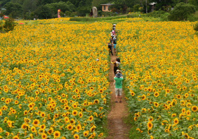 태백해바라기축제
