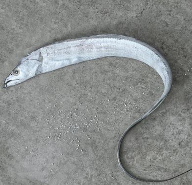 7월 제철음식