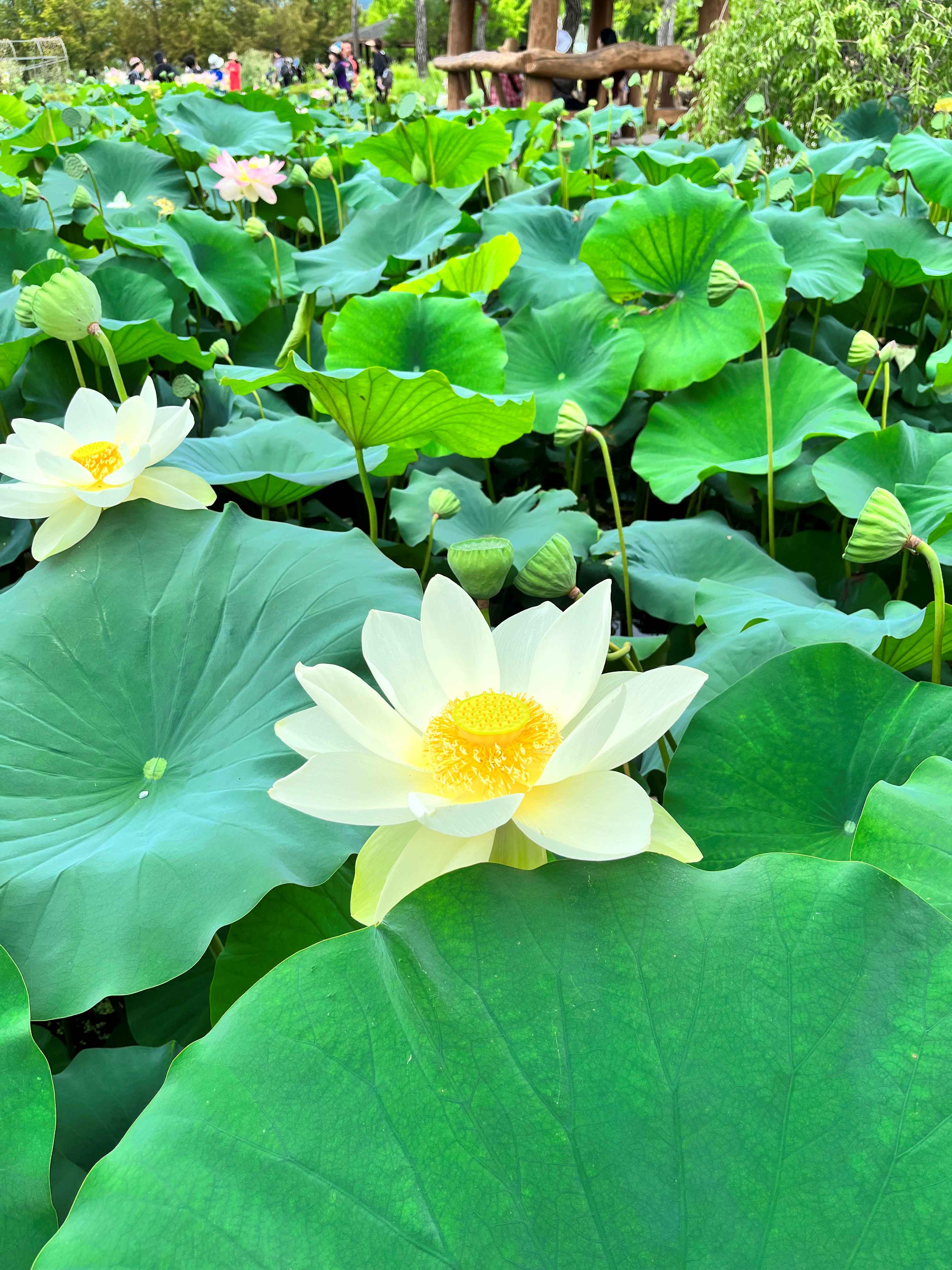 세미원 연꽃축제