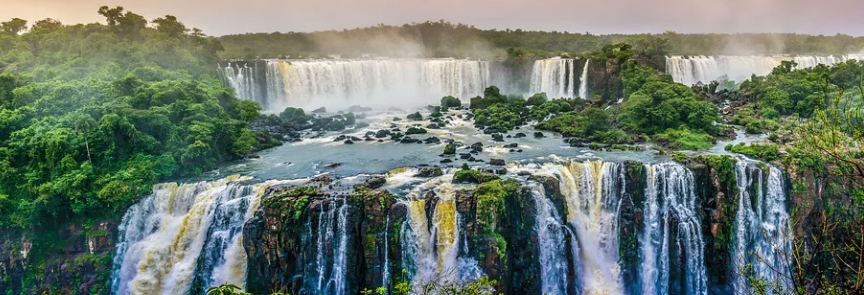 brazil green propolis