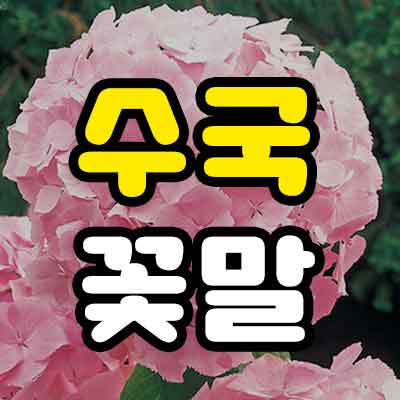 수국 꽃말