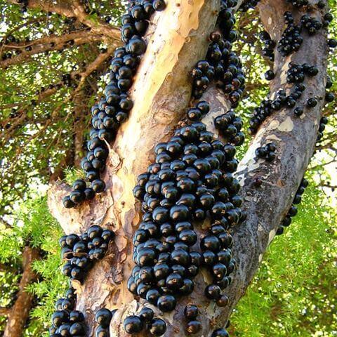 자보티카바 효능 및 영양성분 특별한 이유