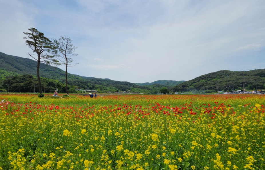 하동 꽃양귀비 축제
