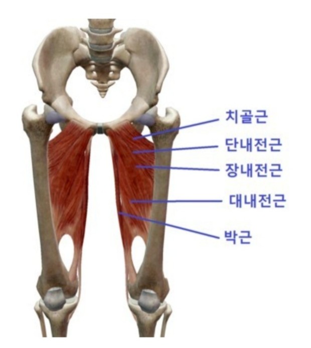 내전근