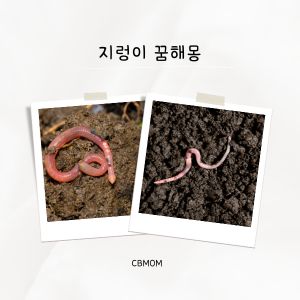 지렁이 꿈해몽