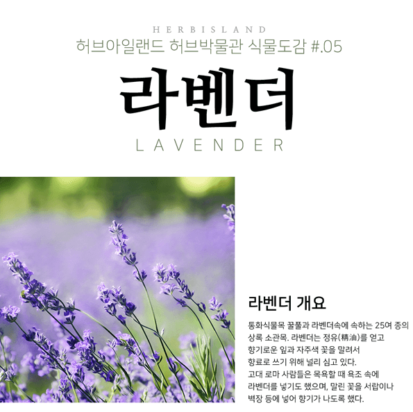 2023 포천 허브아일랜드 라벤더축제 입장료 주차 아이스크림 라떼