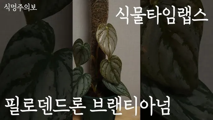 필로덴드론 물주기 지지대세우기 분갈이 비료관리 튼튼하게 키우기_3