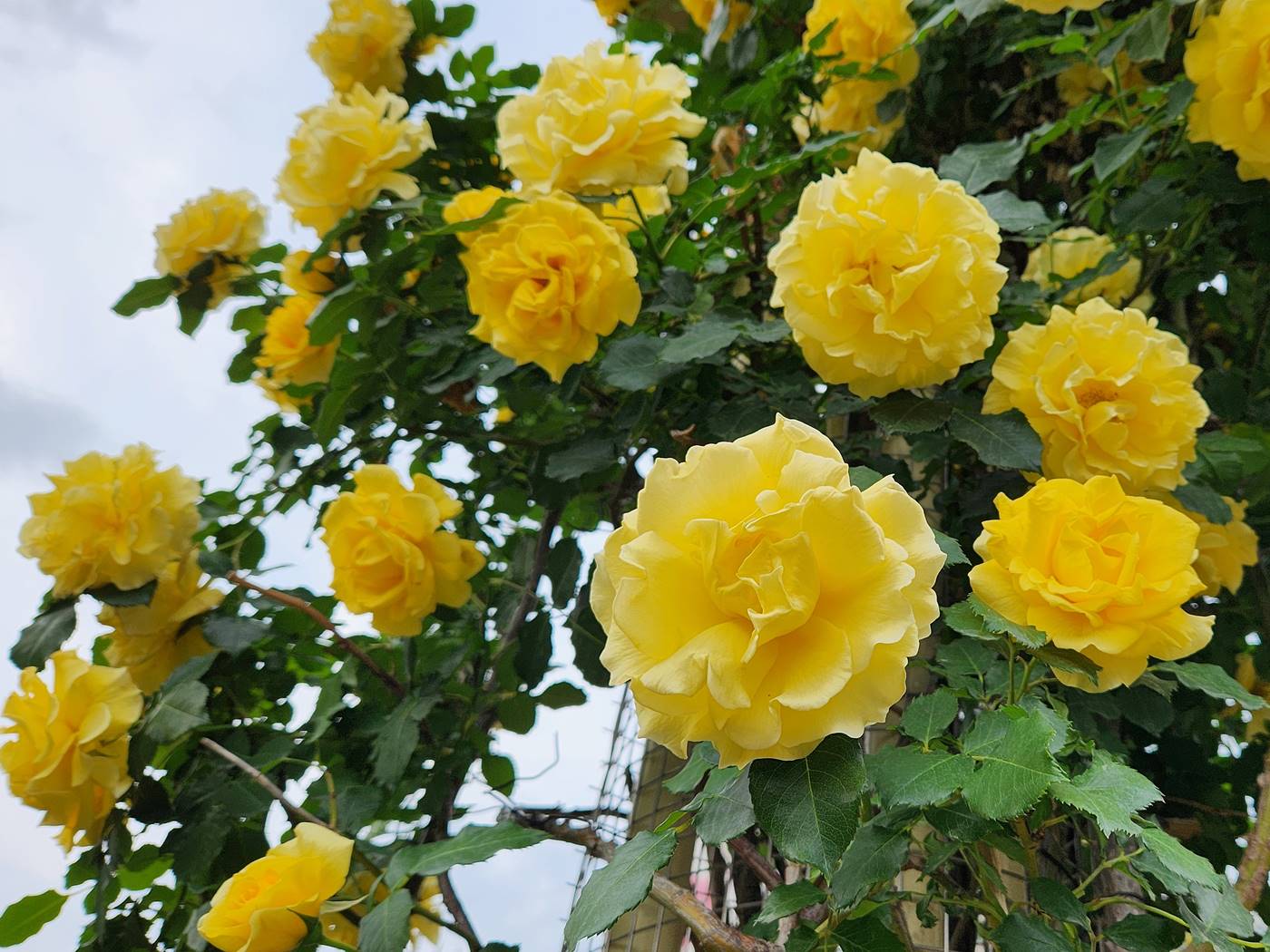 장미 캔들라이트 Candlelight