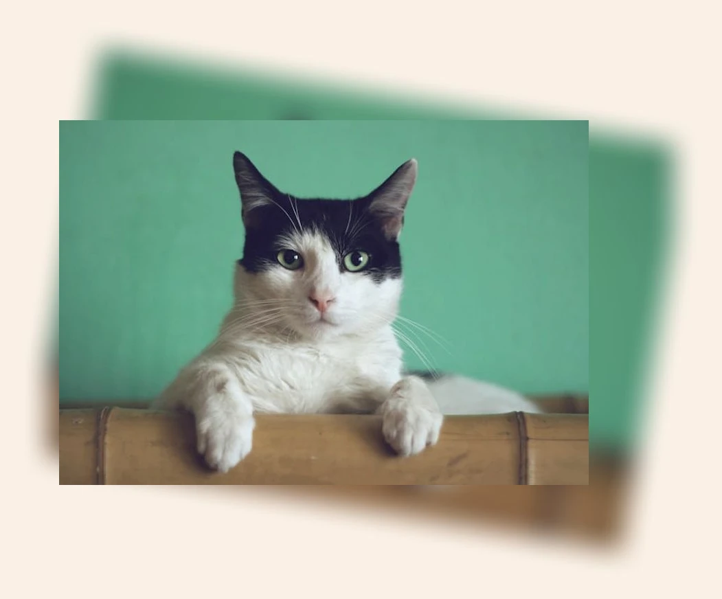 고양이 털갈이 관리_1_subsection