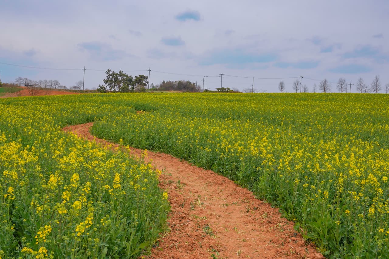 [4월~5월 축제]2025 고창 청보리밭 축제❘ 폭싹 속았수다 유채꽃밭, 연인 유채꽃밭, 도깨비 메밀꽃밭 촬영지, 일정, 기간, 주차(4/5일 방문 후기)