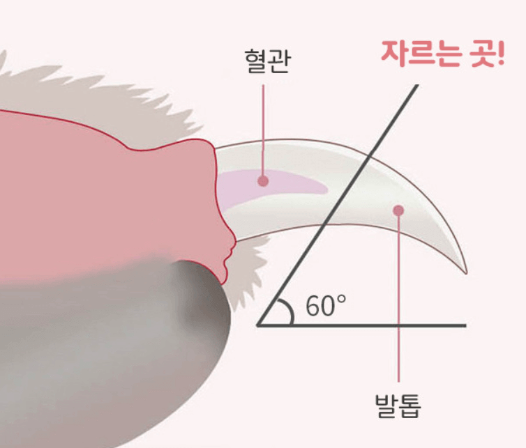 고양이발톱혈관