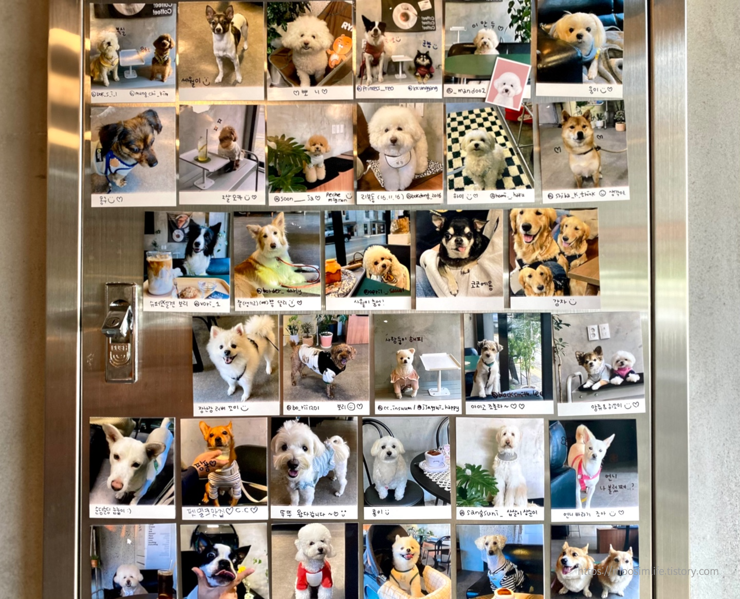 도안-애견동반카페-씨씨카페