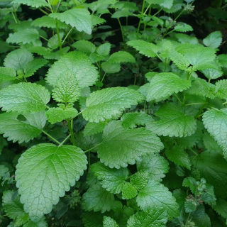 레몬밤 Lemon Balm