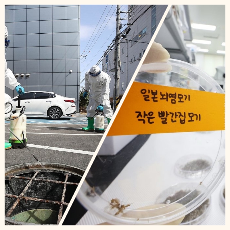일본뇌염모기