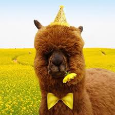 강원도 홍천 알파카월드 