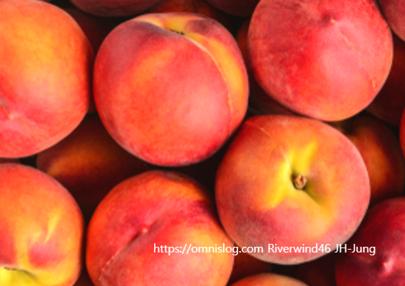 복숭아(桃) Peach