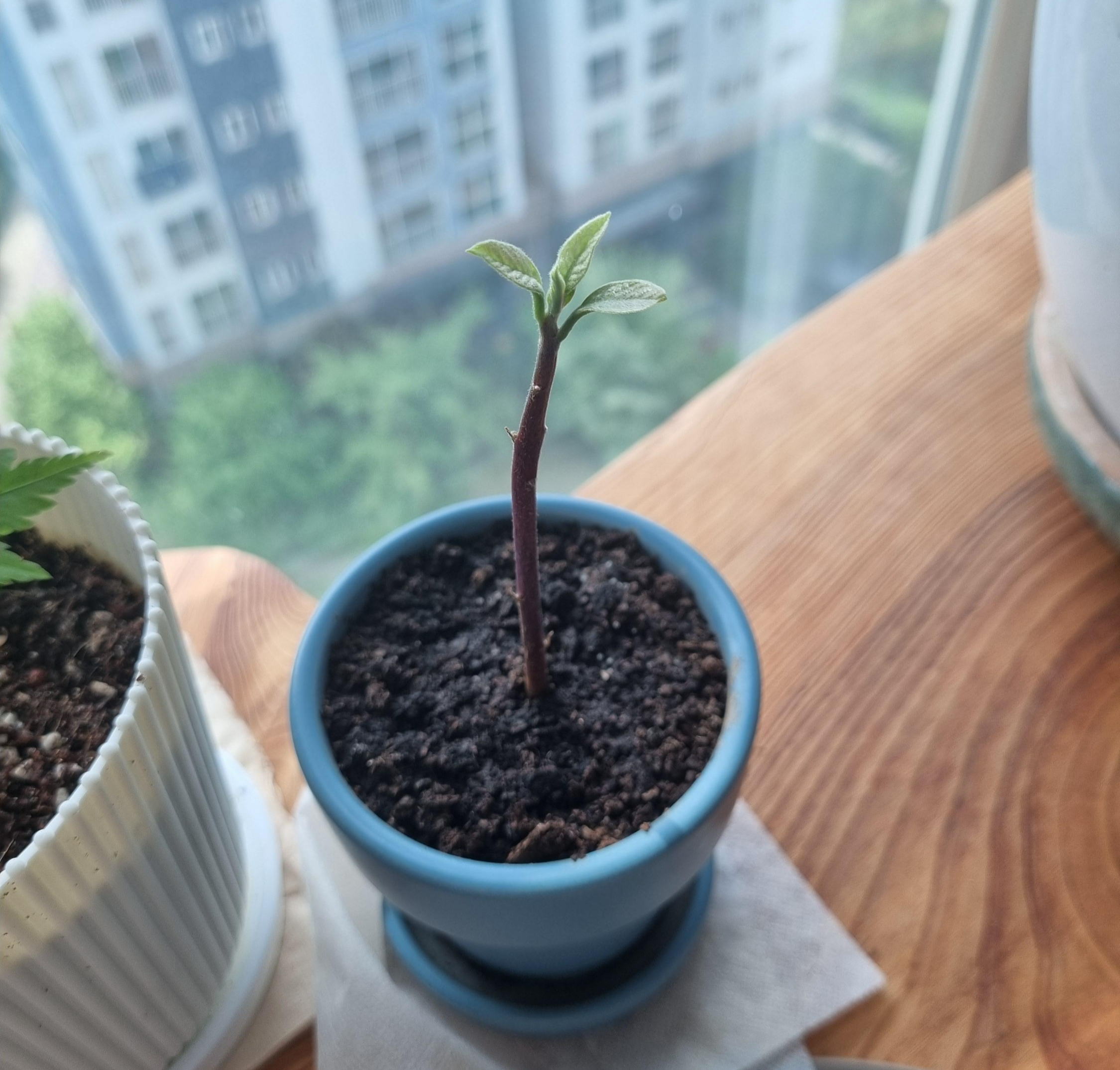 잎이 펴진 아보카도