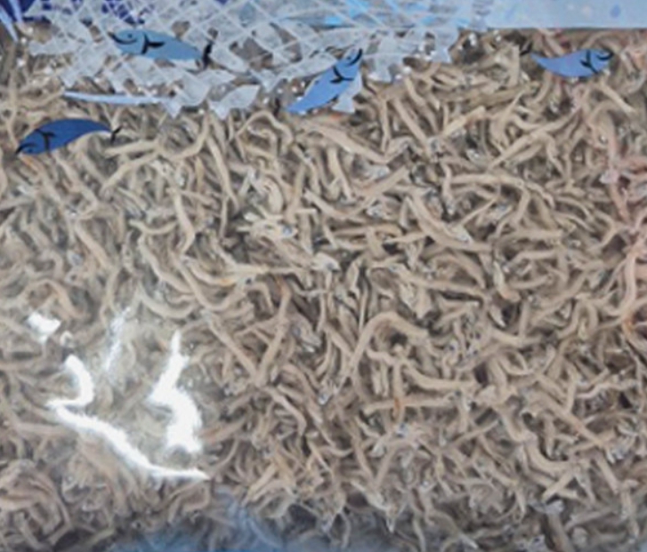 남해안 지리 멸치