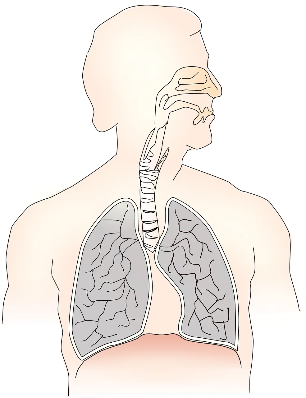 인체의 폐 - 이미지