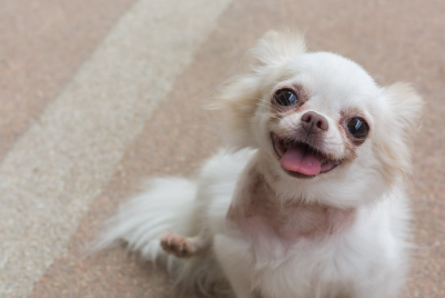 쳐다보는 강아지