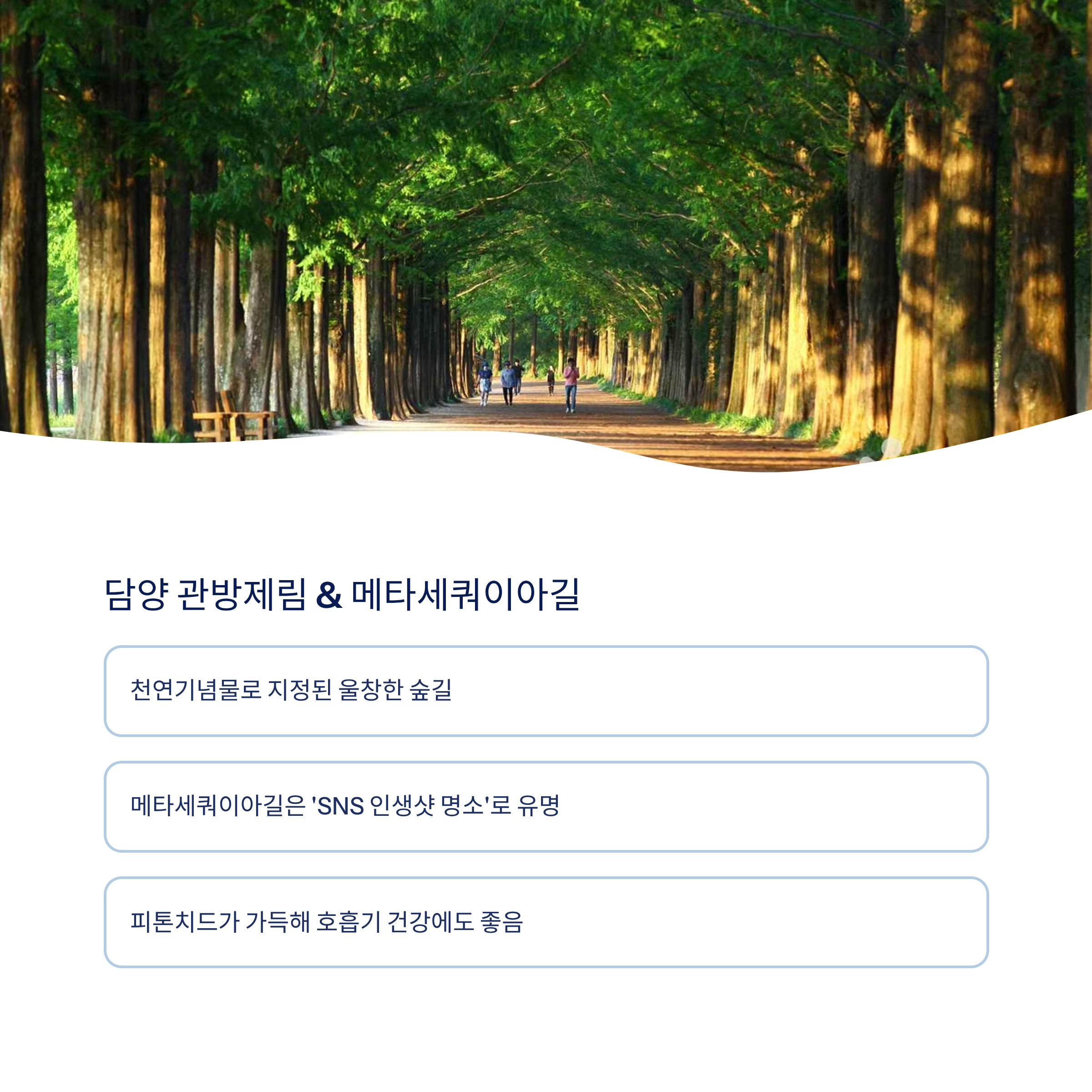 담양 관방제림 메타세쿼이아길