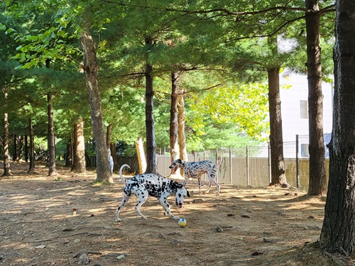 고양시 반려견 겨울 나들이 명소, 강아지와 함께 걷기 좋은 산책 코스