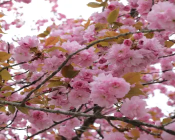 하동 십리벚꽃길 하동 겹벚꽃