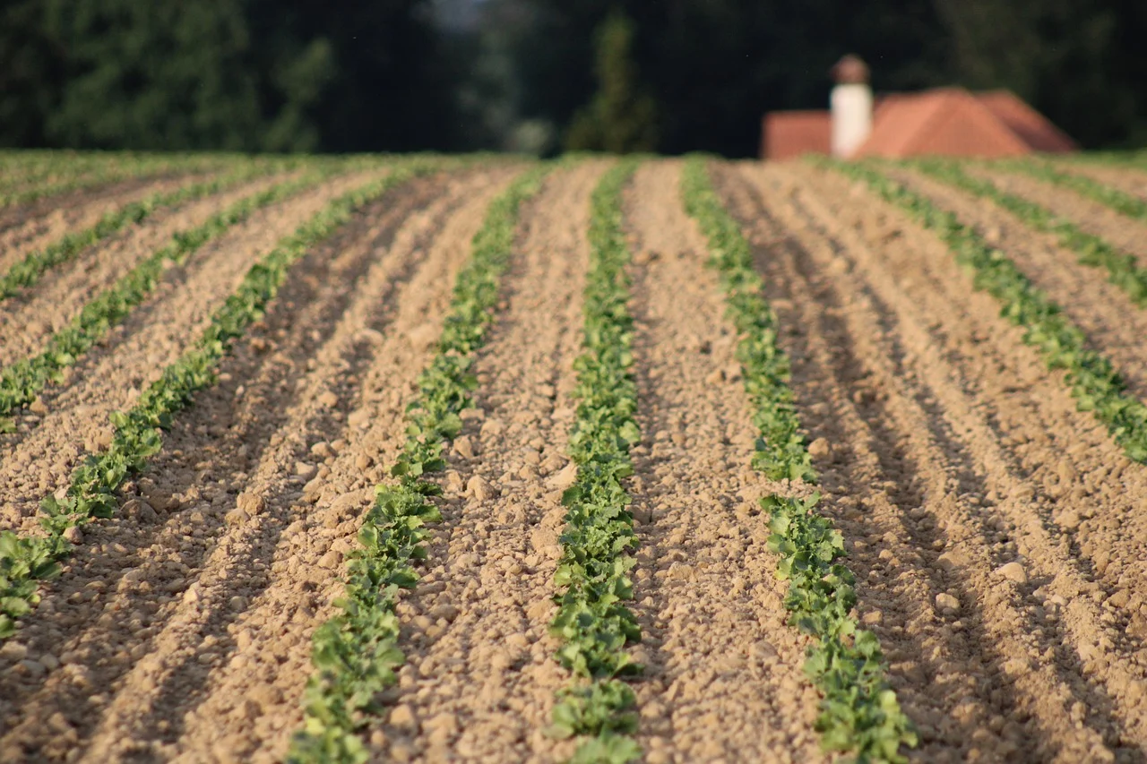 가을 파종 야채 채소 모종 농사 텃밭 농장