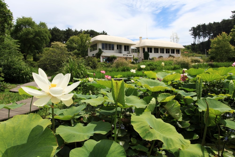 태안 천리포 수목원 수국