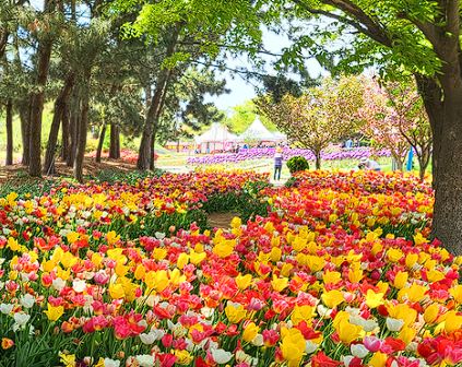 태안 튤립축제 기간