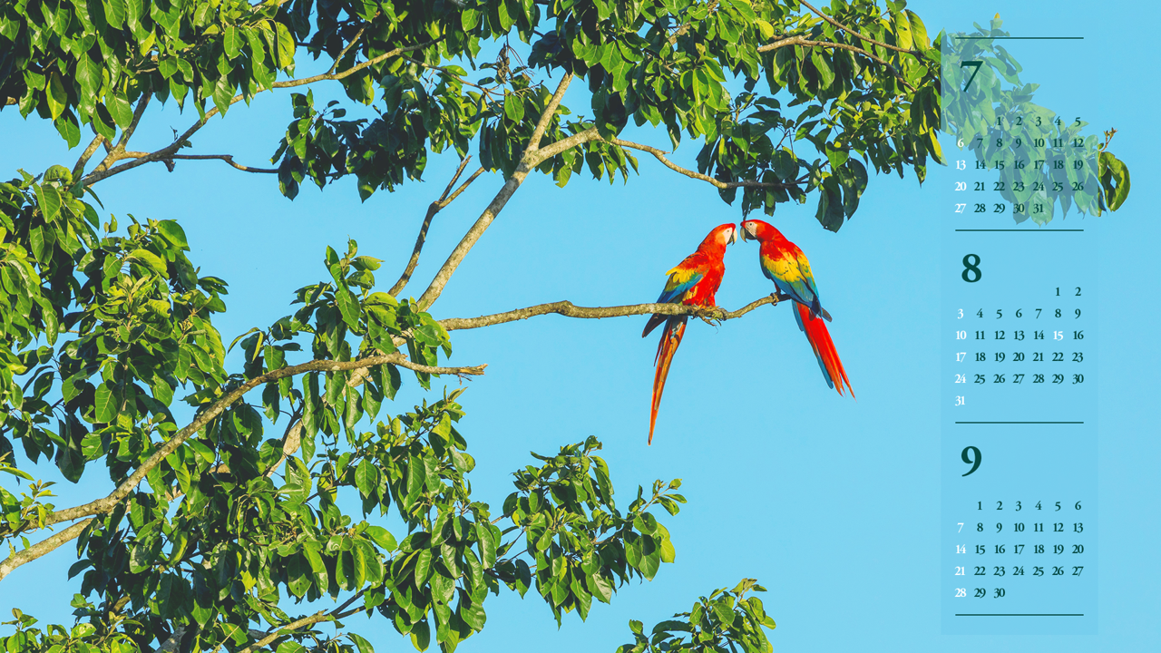 09 나무 위의 스칼렛 마카우 한쌍 B - 2025년8월 노트북배경화면