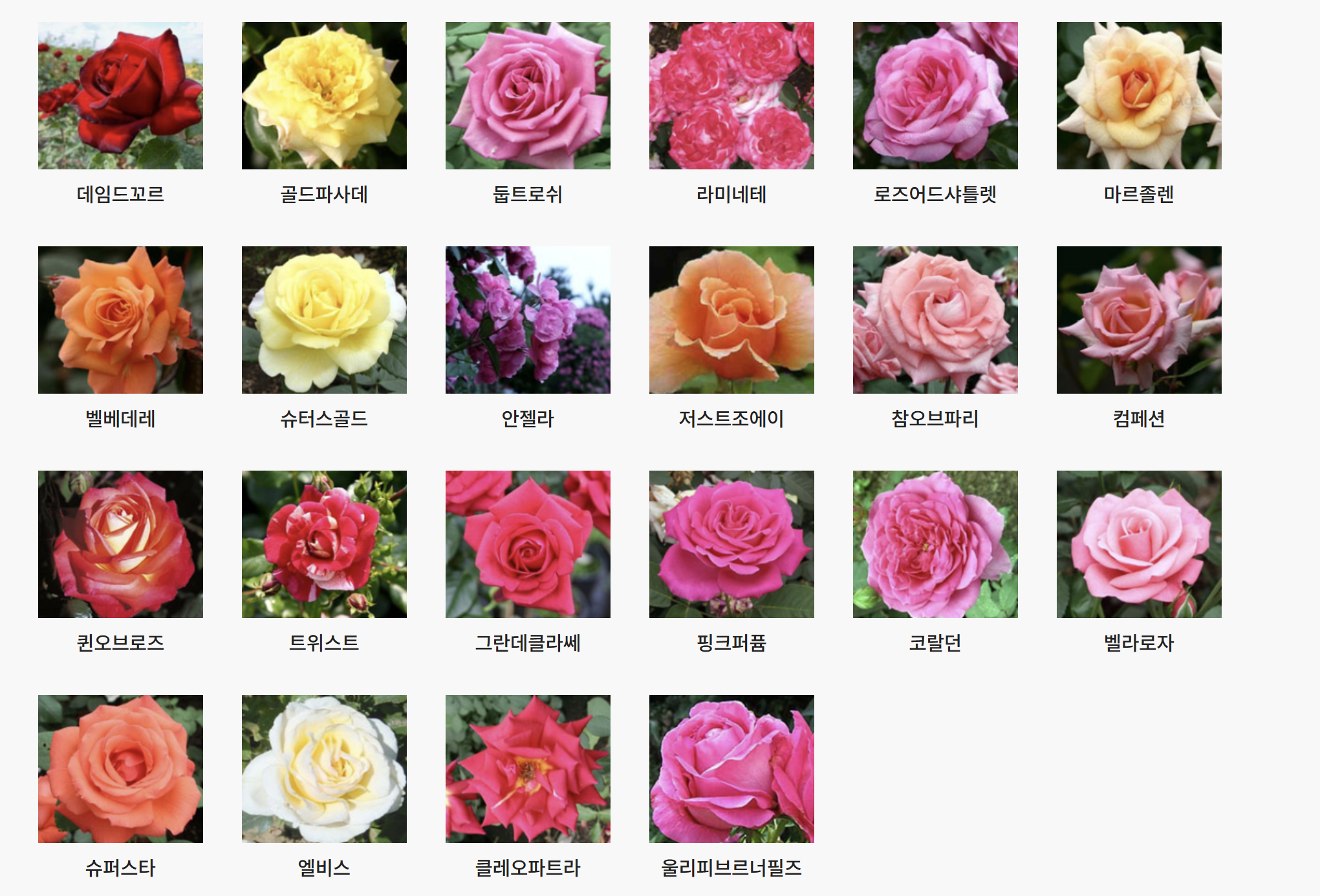 서울대공원 장미원