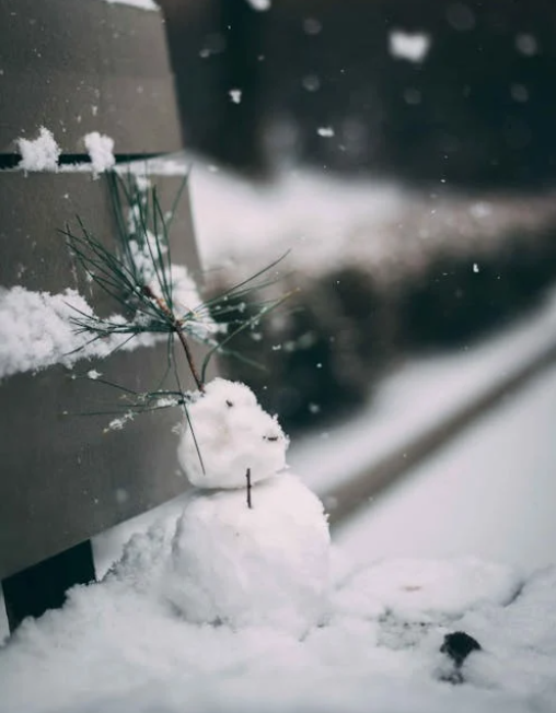 겨울철 반려식물 관리