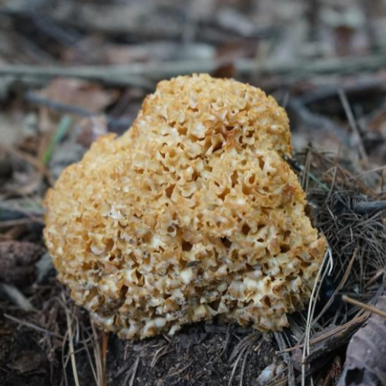 자연산 꽃송이 버섯 