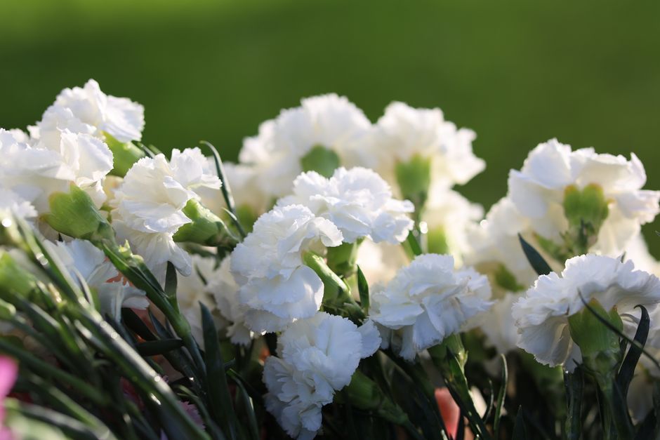 Close-up of white carnations with green background, vibrant and fresh.