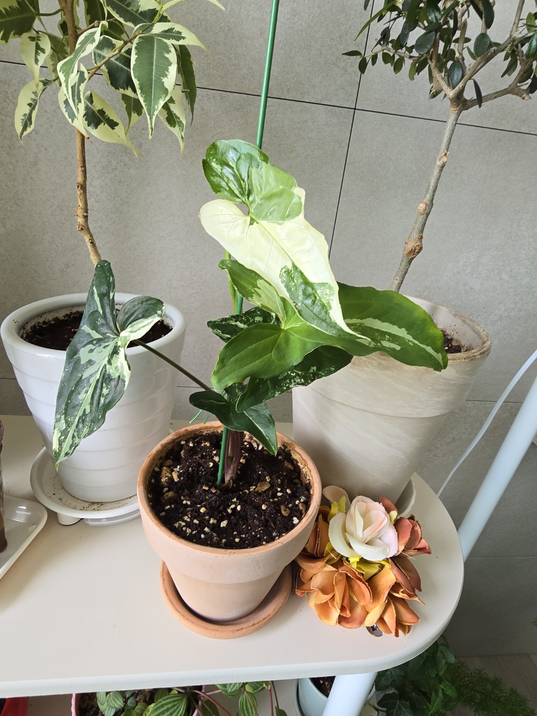 무늬가 잘 생성된 무늬싱고니움