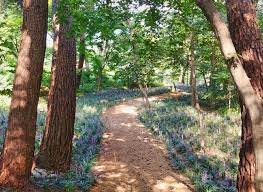  겨울 방학 국내 여행 추천지 BEST 5 - 태안 소나무 숲